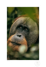 Cargar imagen en el visor de la galería, Orangután - 33 x 48 cm

