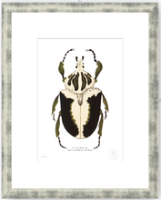 Cargar imagen en el visor de la galería, Escarabajo Crema &amp; Negro - 33 x 48 cm

