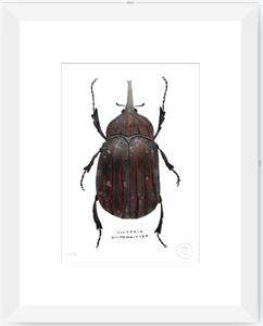 Escarabajo Grafito - 33 x 48 cm