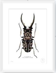 Escarabajo Macho - 33 x 48 cm