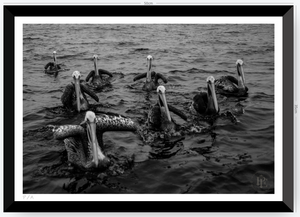 Pelícanos, Los Cazadores de Alta Mar - 48 x 33 cm
