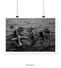Cargar imagen en el visor de la galería, Pelícanos, Los Cazadores de Alta Mar - 48 x 33 cm
