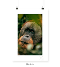 Cargar imagen en el visor de la galería, Orangután - 33 x 48 cm
