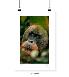 Orangután - 33 x 48 cm