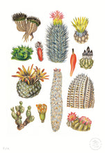 Cargar imagen en el visor de la galería, Cactus - 33 x 48 cm

