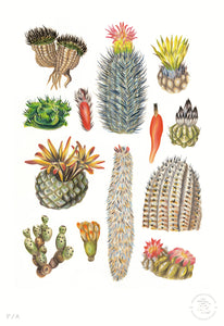 Cactus - 33 x 48 cm