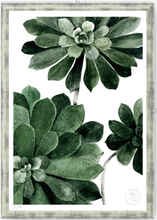 Cargar imagen en el visor de la galería, Aeonium - 33 x 48 cm
