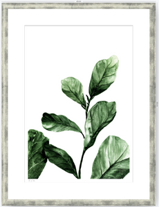 Ficus - 33 x 48 cm