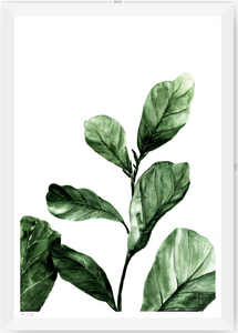 Ficus - 33 x 48 cm