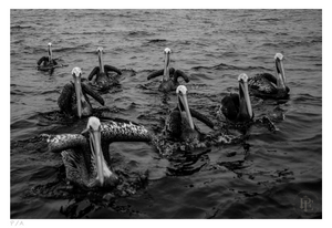 Pelícanos, Los Cazadores de Alta Mar - 48 x 33 cm
