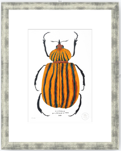 Escarabajo Amarillo - 33 x 48 cm