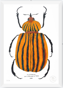 Escarabajo Amarillo - 33 x 48 cm