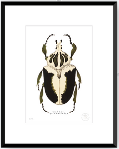 Escarabajo Crema & Negro - 33 x 48 cm