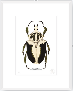 Escarabajo Crema & Negro - 33 x 48 cm
