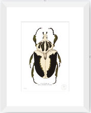 Cargar imagen en el visor de la galería, Escarabajo Crema &amp; Negro - 33 x 48 cm
