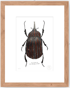 Escarabajo Grafito - 33 x 48 cm