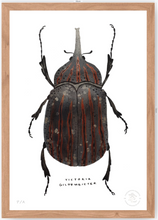Cargar imagen en el visor de la galería, Escarabajo Grafito - 33 x 48 cm
