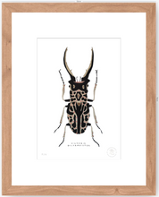 Cargar imagen en el visor de la galería, Escarabajo Macho - 33 x 48 cm
