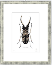 Cargar imagen en el visor de la galería, Escarabajo Macho - 33 x 48 cm
