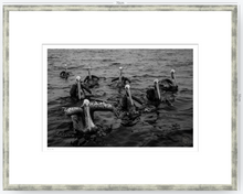 Cargar imagen en el visor de la galería, Pelícanos, Los Cazadores de Alta Mar - 48 x 33 cm
